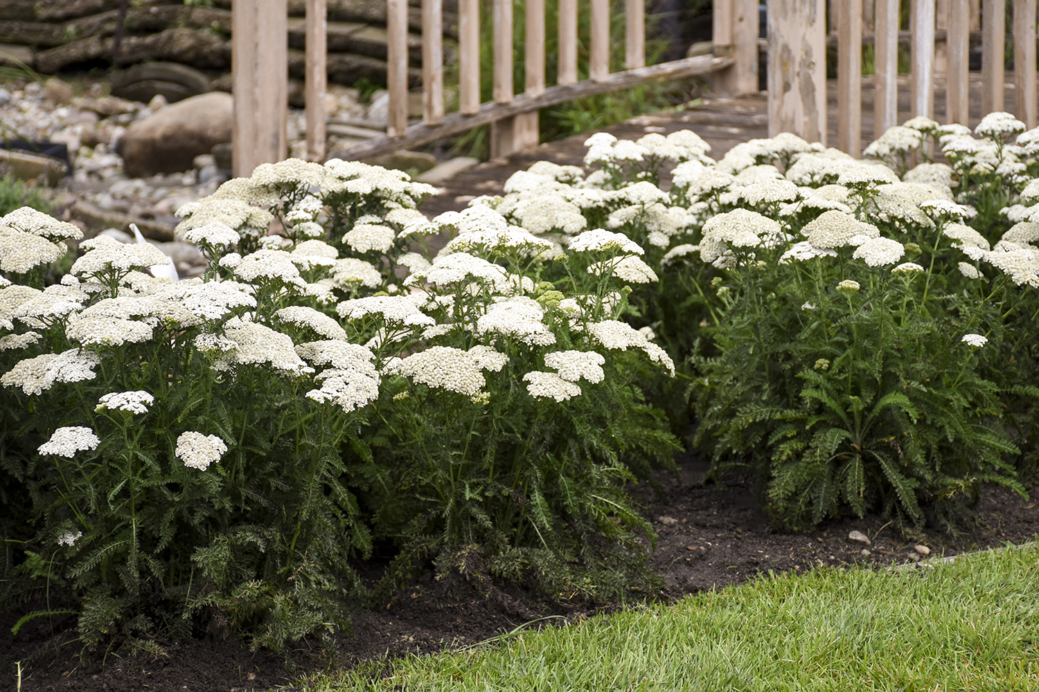 Achillea
